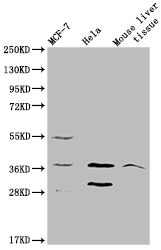 MRGPRX2 Polyclonal Antibody