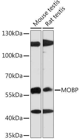 MOBP Polyclonal Antibody