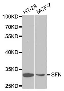 SFN Polyclonal Antibody