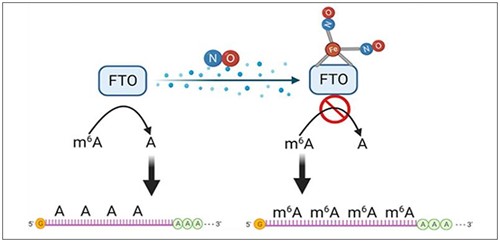 Graphical abstract: Nitric oxide inhibits FTO mRNA demethylase activity to increase m6A on mRNA (Kuschman HP et. al PMID: 37866163)