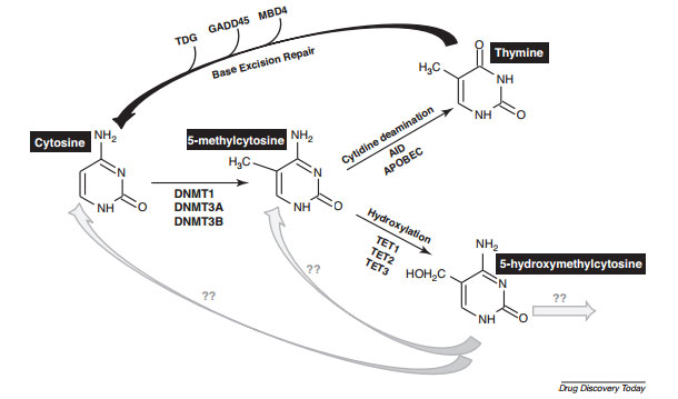 DNMT and DNA Demethylase Cycle