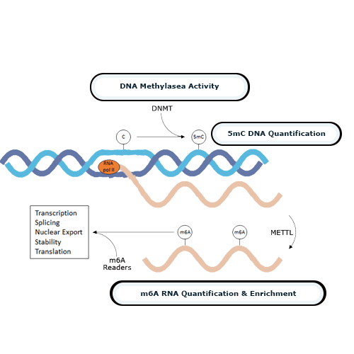 Comprehensive Tools for DNA and RNA Methylation Studies Diagram