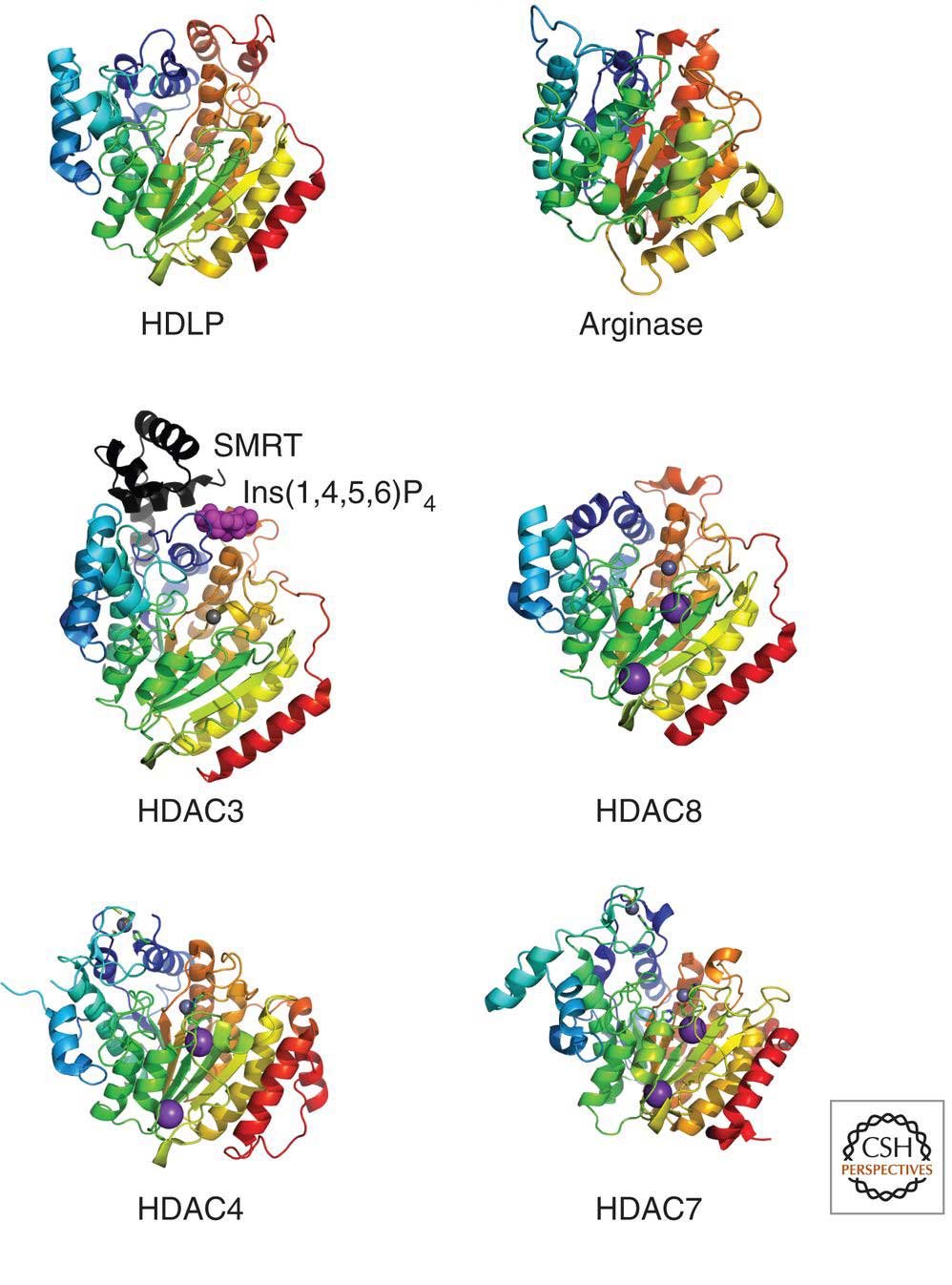 HDAC Structures