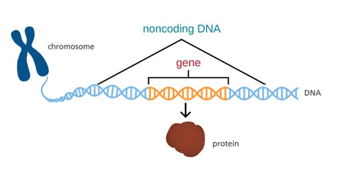 Exploring Non-coding DNA Methylation and its Functional Impact | EpigenTek