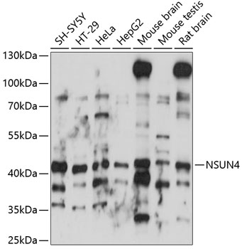 NSUN4 Polyclonal Antibody (50 µl)