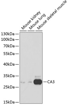 CA3 Polyclonal Antibody (100 µl)
