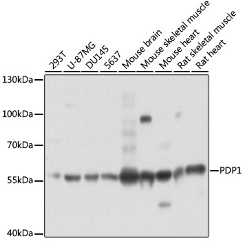 PDP1 Polyclonal Antibody | EpigenTek