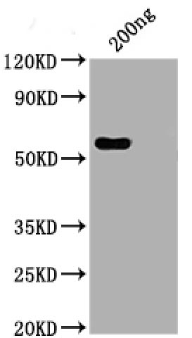 N Recombinant Monoclonal Antibody [1A6] | EpigenTek