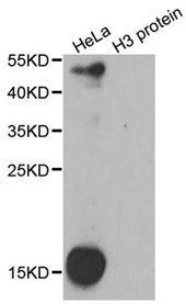 Western blot analysis of extracts of HeLa cell line and H3 protein purified from E.coli, using Pan Dimethyl-lysine Polyclonal Antibody.