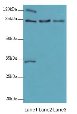 HSP90AB1 Polyclonal Antibody
