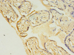 Immunohistochemistry of paraffin-embedded human placenta at dilution 1:100