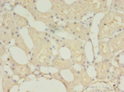 TMEM27 Polyclonal Antibody