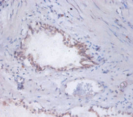 Immunohistochemistry of paraffin-embedded human prostate at dilution of 1:100