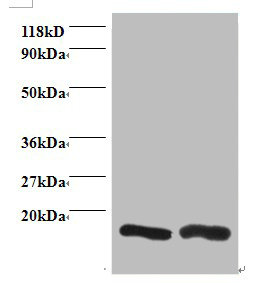 CHMP2A Polyclonal Antibody