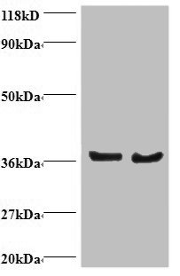 DNAJB1 Polyclonal Antibody