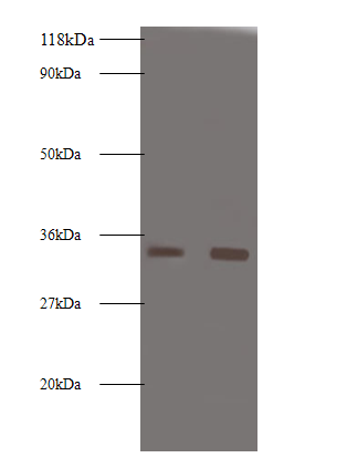 PRSS3 Polyclonal Antibody