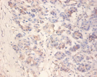 Immunohistochemistry of paraffin-embedded human pancreas at dilution 1:100