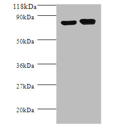 Western blot<br />All lanes: ldcC Polyclonal Antibody at 2ug/ml+DH5a whole cell lysate<br />Secondary<br />Goat polyclonal to Rabbit IgG at 1/10000 dilution<br />Predicted band size: 80.5kDa<br />Observed band size: 80.5kDa<br />