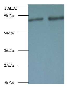 RAB1A Polyclonal Antibody