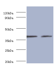 DCN Polyclonal Antibody