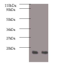 RPA3 Polyclonal Antibody