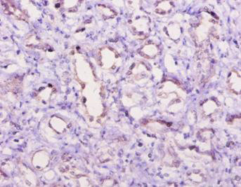 Immunohistochemistry of paraffin-embedded human kidney at dilution of 1:10