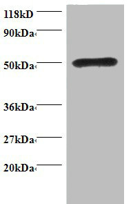 LMO1 Polyclonal Antibody