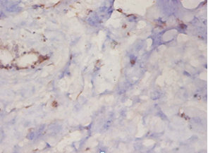 Immunohistochemistry of paraffin-embeded human mammary gland at dilution of 1:50