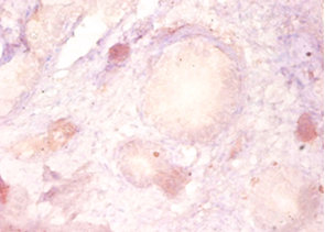 Immunohistochemistry of paraffin-embeded human prostate at dilution of 1:50