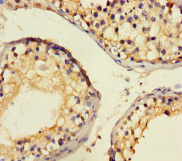 Immunohistochemistry of paraffin-embedded humantestis tissue at dilution of 1:100