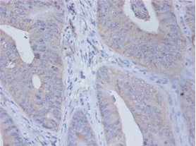 Immunohistochemistry of paraffin-embeded human placenta at dilution of 1:100
