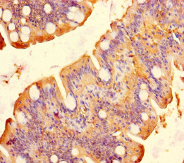 Immunohistochemistry of paraffin-embedded human small intestine tissue at dilution of 1:100