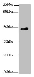 STK24 Polyclonal Antibody