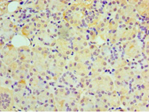 Immunohistochemistry of paraffin-embedded human pancreas tissue using GUCA2B Polyclonal Antibody at dilution 1:100