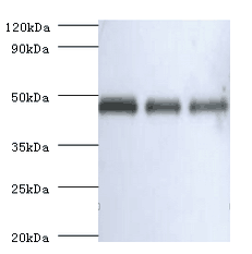 SERPINB14 Polyclonal Antibody