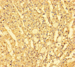 Immunohistochemistry of paraffin-embedded human pancreatic tissue using FARP2 Polyclonal Antibody at dilution of 1:100
