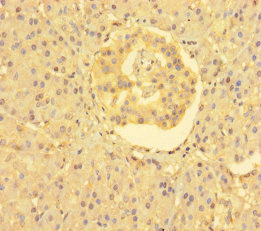 Immunohistochemistry of paraffin-embedded human adrenal gland tissue using FARP2 Polyclonal Antibody at dilution of 1:100