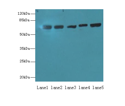 Hspa1b Polyclonal Antibody