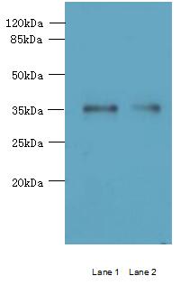 MGME1 Polyclonal Antibody