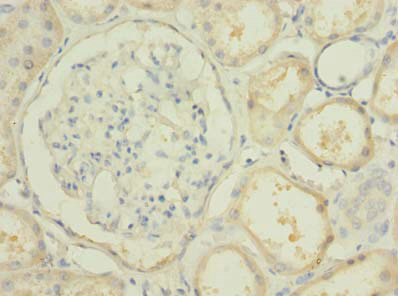 Immunohistochemistry of paraffin-embedded human kidney tissue at dilution of 1:100