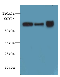 SLC23A1 Polyclonal Antibody