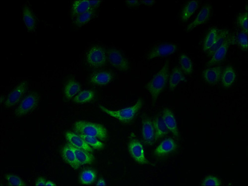 Immunofluorescent analysis of HepG2 cells using SLC23A3 Polyclonal Antibody at a dilution of 1:100 and Alexa Fluor 488-congugated AffiniPure Goat Anti-Rabbit IgG(H+L)