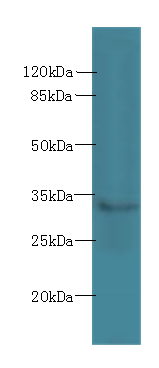 SLC25A51 Polyclonal Antibody