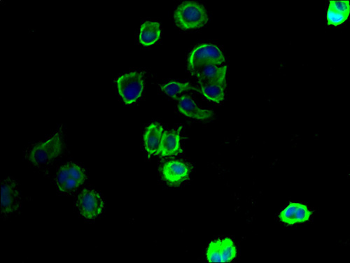 SLC43A3 Polyclonal Antibody