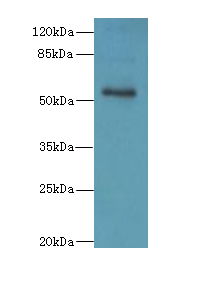 ZSCAN32 Polyclonal Antibody