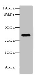 DCN Polyclonal Antibody