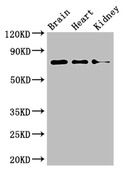 PDIA4 Polyclonal Antibody