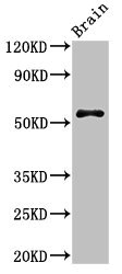 SRP54 Polyclonal Antibody