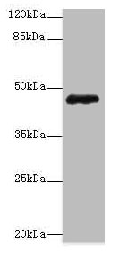 ZNF562 Polyclonal Antibody