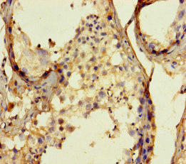 Immunohistochemistry of paraffin-embedded human testis tissue using MAPRE1 Polyclonal Antibody at dilution of 1:100